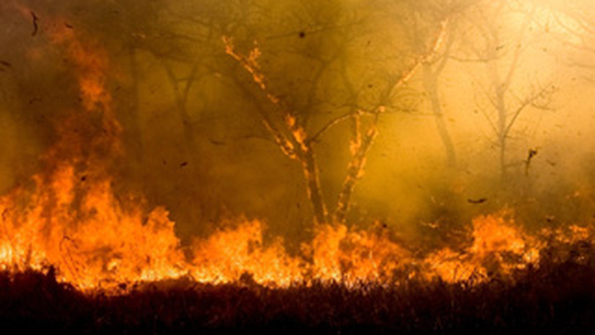 Incendiu de padure violent in estul Greciei