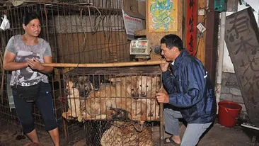 Imaginile care te vor face sa vomiti! Uite cum sunt transati, jupuiuti si fierti pentru a fi gatiti cainii si pisicile in China - Credeai ca-i doar un mit, dar cu 6 dolari iti cumperi un picior de caine - Foto Socant