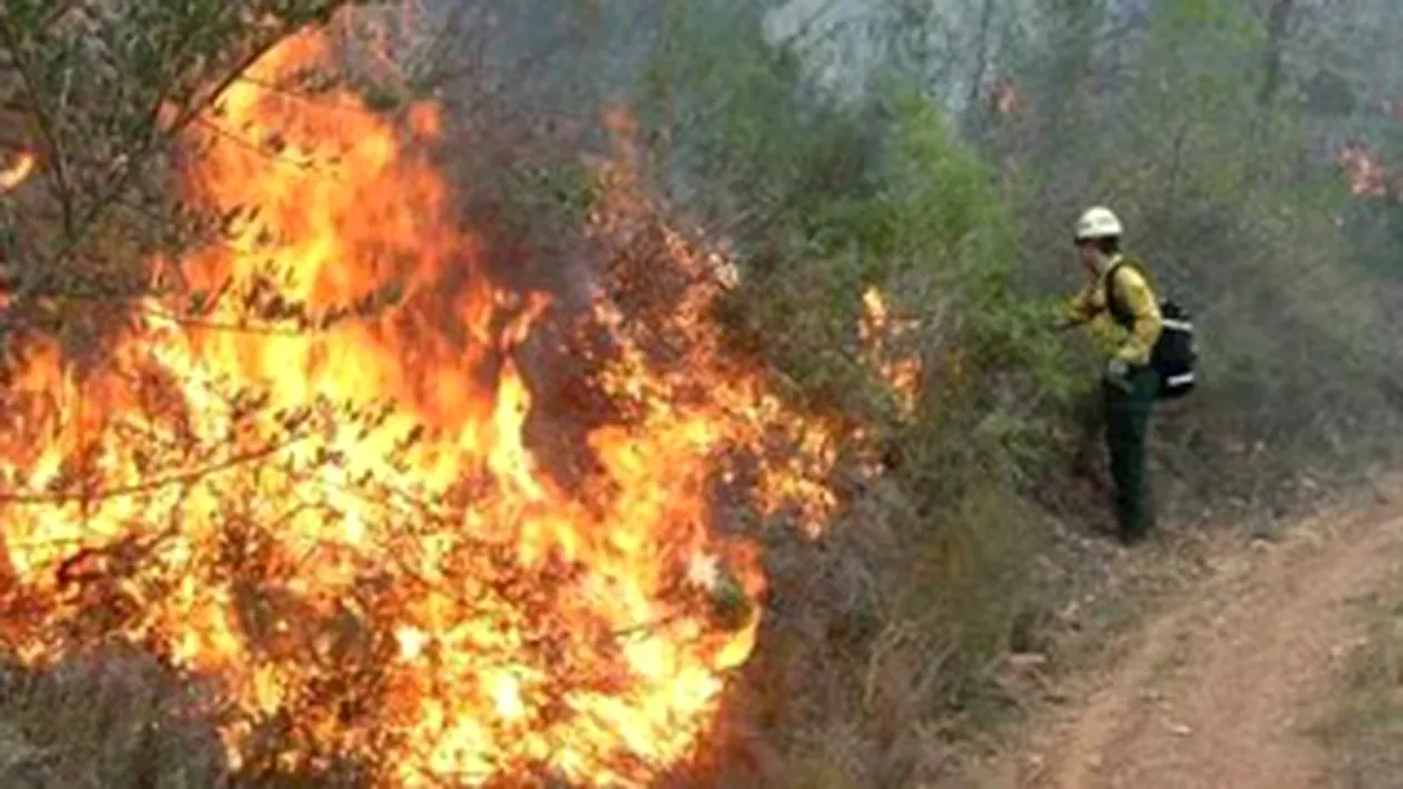 Incendiu puternic de padure in Muntii Buzaului