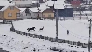 Scandal uriaș! Imagini cutremurătoare cu cerbul braconat! A fost găsit sub un arbore, cu una dintre coarne tăiată!