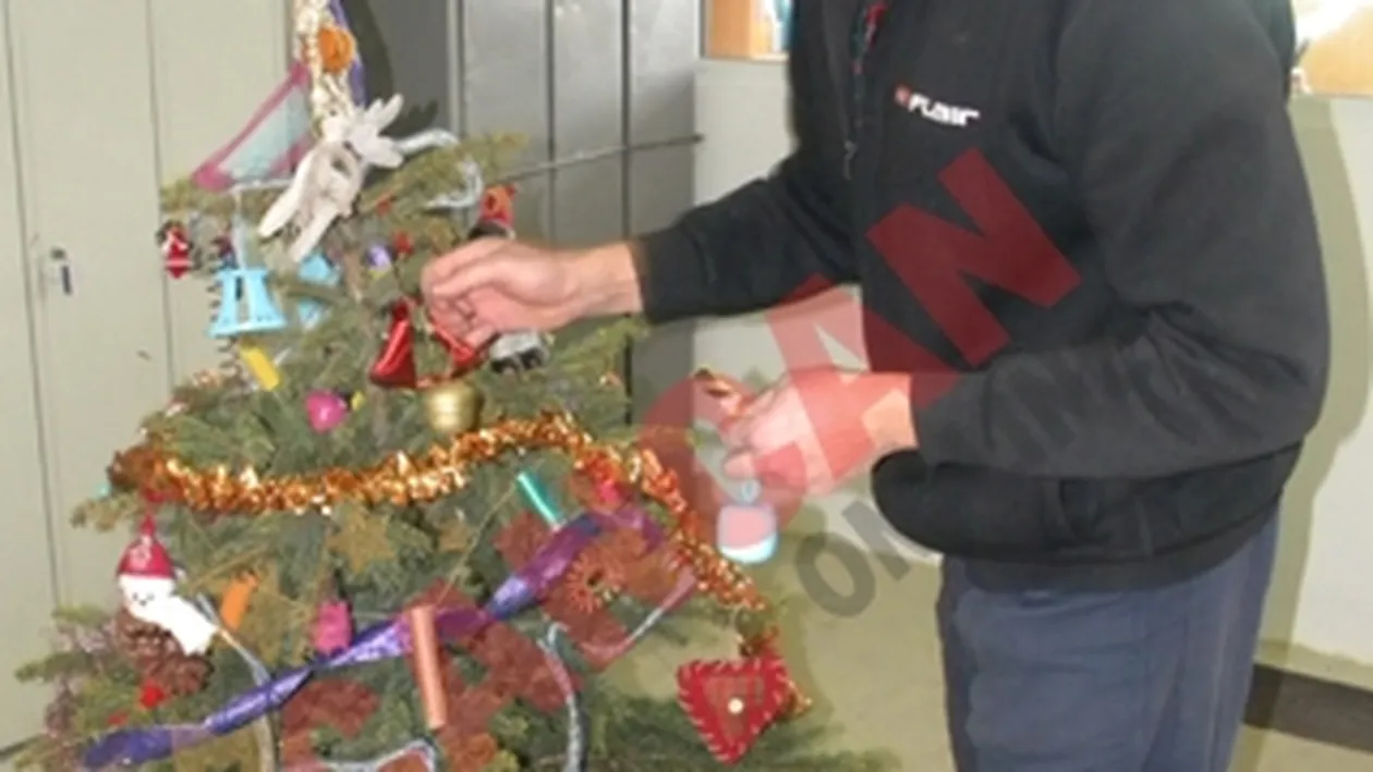 Bradul condamnatilor, scos la licitatie!