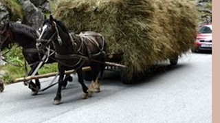 Un barbat din Caras-Severin a murit strivit de rotile carutei in care se afla