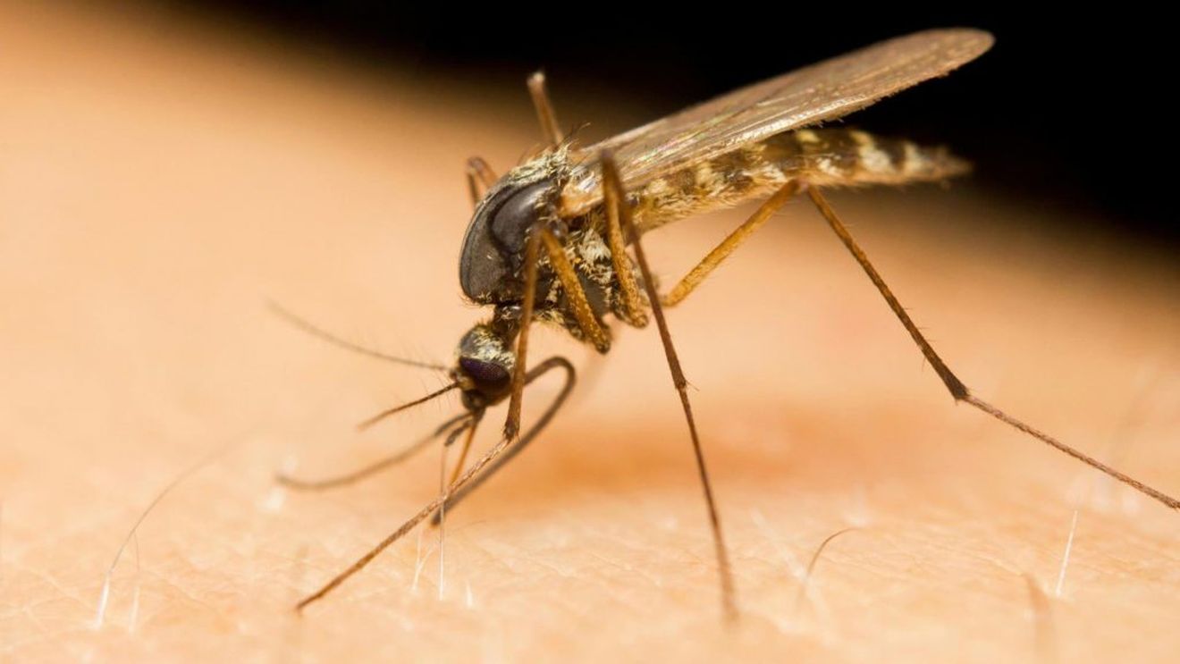 O vârstnică din Brăila a murit din cauza virusului West Nile, în plină iarnă