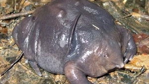 Broastele cu nas, o specie pe cale de disparitie!