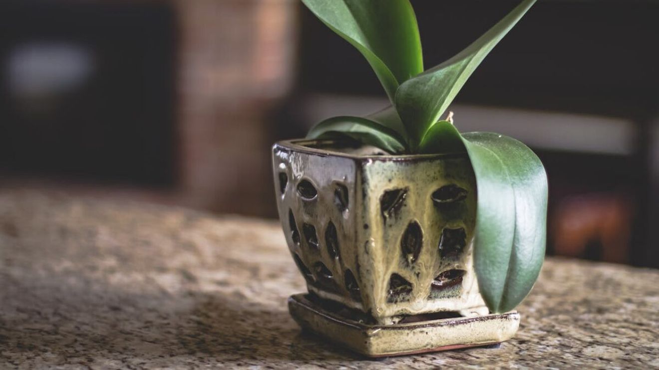 5 plante de apartament care aduc noroc și abundență (P)