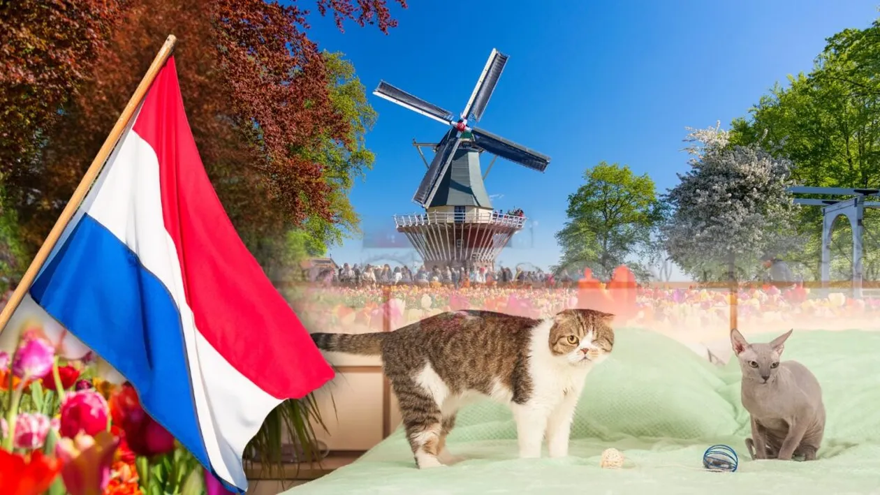 Cele două rase de pisici care au fost interzise în Olanda. Care este motivul