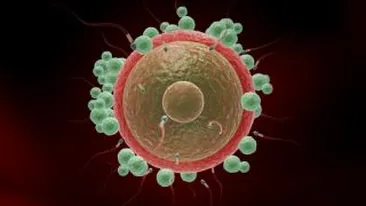 Prima celula vie cu genom sintetic, creata de cercetatorii americani
