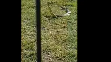 Şerpi de peste un metru lungime, într-un loc de joacă din Dolj!