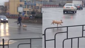 Imaginile virale ale zilei | Un porc aleargă într-un sens giratoriu din Bacău: „În loc să fie tăiat, taie el calea”
