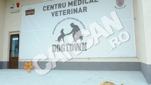 Ziua Portilor Deschise la Centrul de protectie a cainilor fara stapan Dogtown