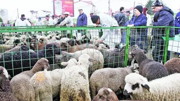 Unde gasesti cea mai ieftina carne de miel