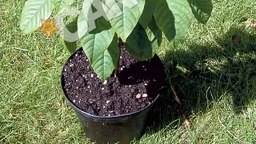 Livada din balcon: Secretul de cultivare al unor pomisori cu fructe delicioase
