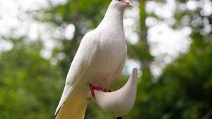 Pandemia a lovit puternic în buzunarul nuntașilor! Dacă în anii trecuți porumbeii albi erau la mare căutare, acum aceștia au dispărut din planurile mirilor. „Nu mai vor să dea banii pe asta”