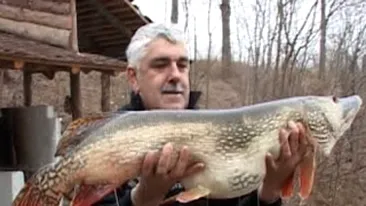 Record la pescuit! A prins o stiuca de 17 kilograme!