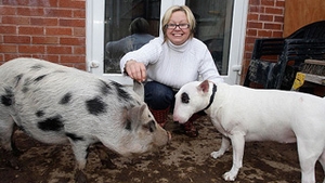 Micro-porcul unei britanice a crescut intr-un an cat cainele!