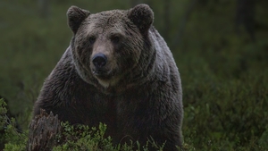 ALERTĂ: un urs dă târcoale lângă Ploieşti. Sfatul urgent al autorităților: „Păstraţi distanţa şi nu încercaţi să vă fotografiaţi”