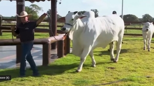 Ea este cea mai bine păzită văcuță din lume. Bovina are jandarmi și este înconjurată de camere de supraveghere