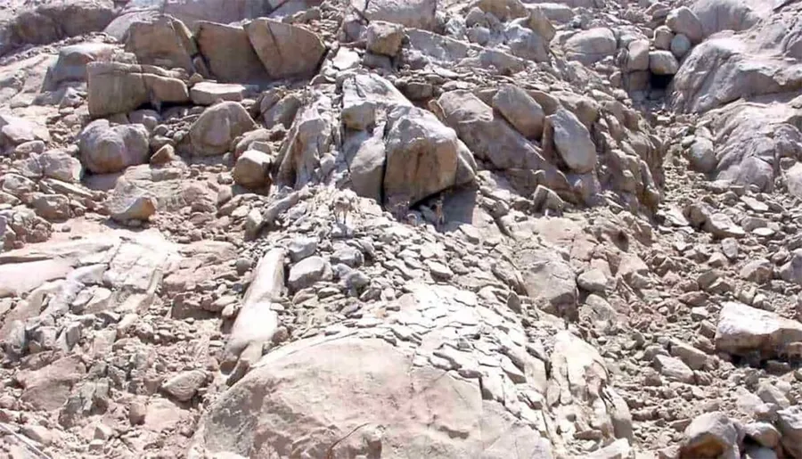 Iluzie optică virală. Sursă foto: jagranjosh.com