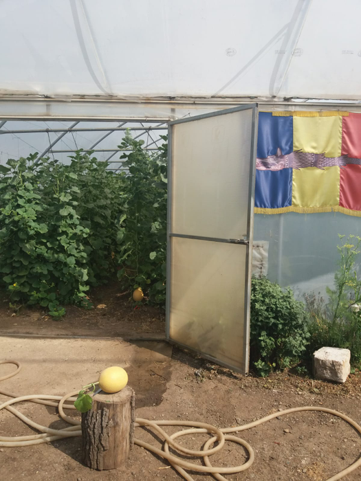 Pepenii sunt crescuți în spații protejate și ținuți în camera frigorifică după recoltare
