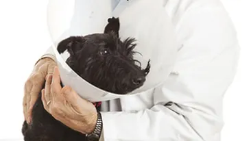 Veterinarii sunt predispusi la sinucidere!