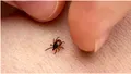 Plantele care țin căpușele la distanță. E recomandat să le pui în curte sau grădină