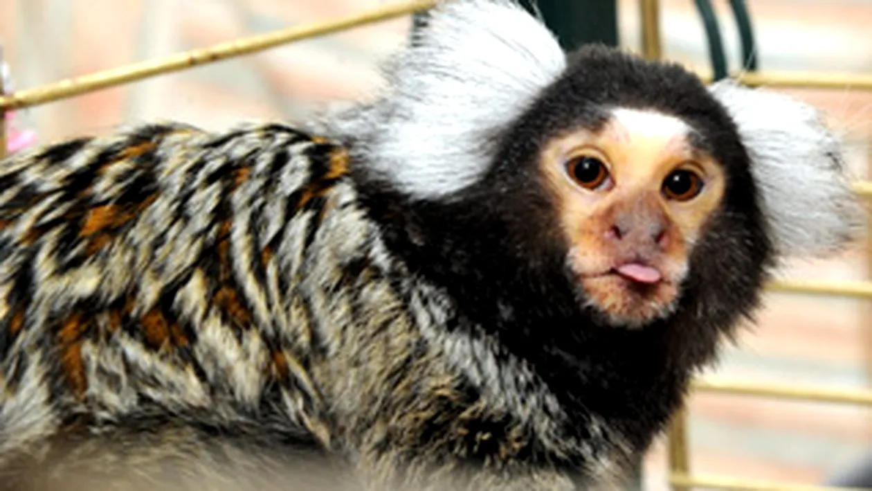 Un mascul de maimuta marmoset sufera de singuratate