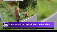 ALERTĂ! Italia vrea să aducă un urs ucigaș în România + Bărbat din Bistrița, atacat grav de o fiară