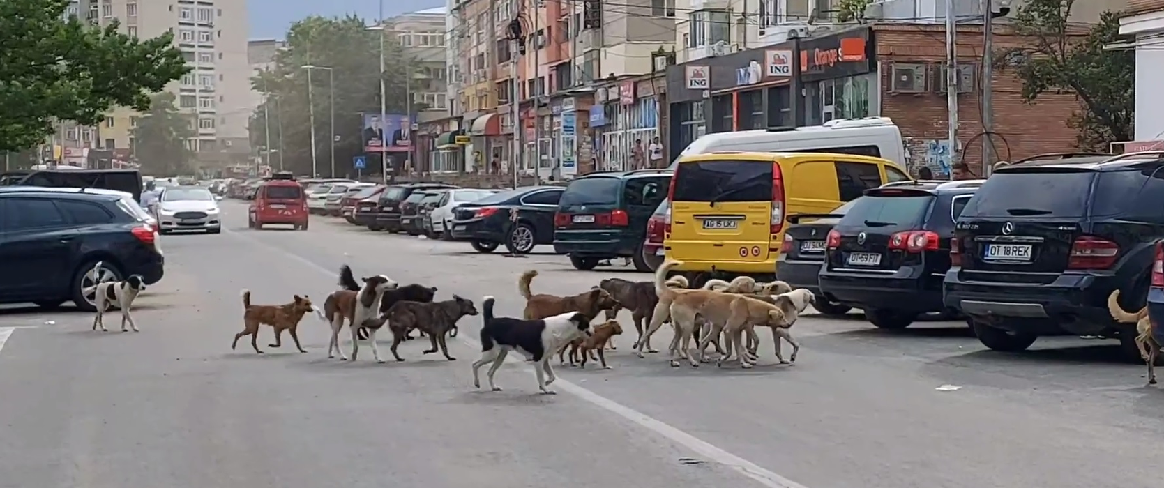 Câinii vagabonzi au pus stăpânire pe străzile din Caracal