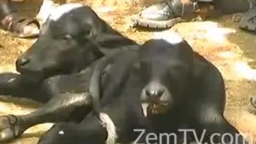 Semnul care prevesteste SFARSITUL LUMII! Adeptii Apocalipsei sunt convinsi că nasterea acestei creaturi va dezlăntui IADUL