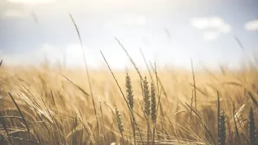 România a interzis exportul de cereale pe durata pandemiei de COVID-19. “O decizie dramatică!” Țările din lume care sunt cele mai afectate  