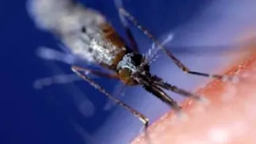 Tantarul care nu poate fi ucis da batai de cap cercetatorilor!