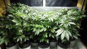 Cultură de cannabis descoperită în Bihor. Unul dintre suspecți are doar 15 ani