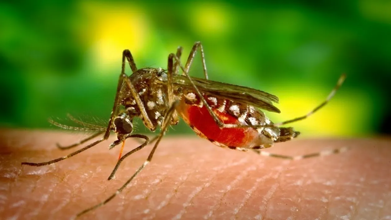 19 cazuri noi de infecție cu West Nile! 6 oameni au murit în ultima săptămână