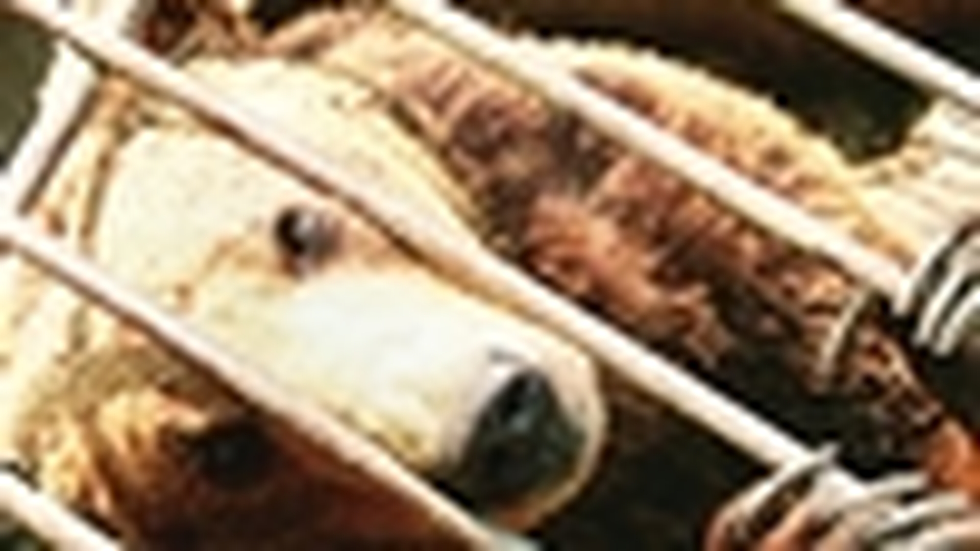 Ursi romani salvati de britanici