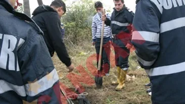 Au scos doi cai dintr-o groapa