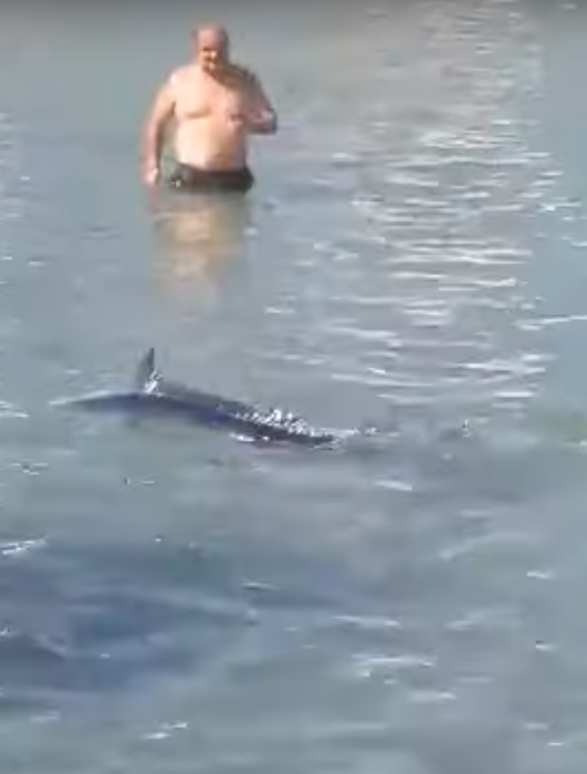 Scene revoltătoare pe o plajă cunoscută din Grecia. Mai mulți turişti au fost filmaţi în timp ce omorau un peşte-spadă cu pietre