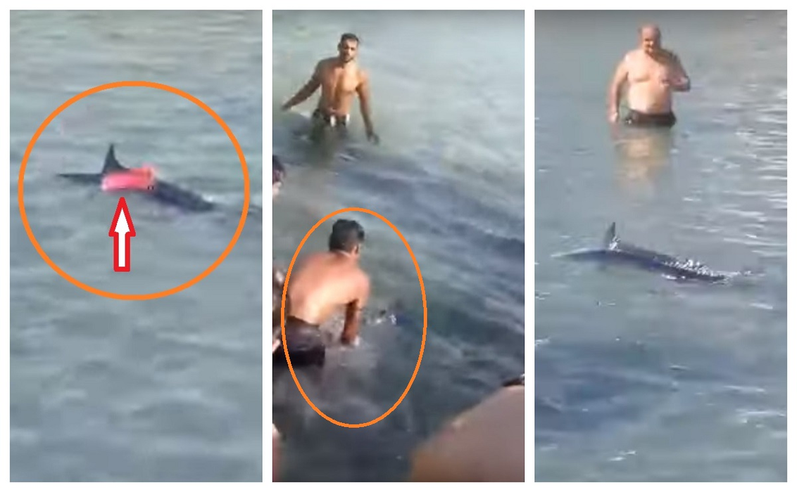 Scene revoltătoare pe o plajă cunoscută din Grecia. Mai mulți turişti au fost filmaţi în timp ce omorau un peşte-spadă cu pietre