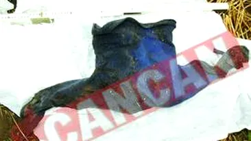 Baietel de 3 ani, devorat de sacali