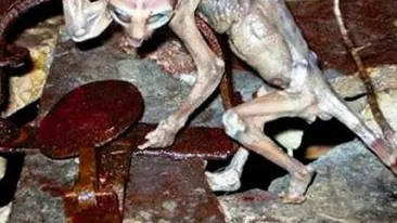 Pui de extraterestru, prins intr-o capcana de sobolani, in Mexic! VEZI AICI Cum arata vietatea!