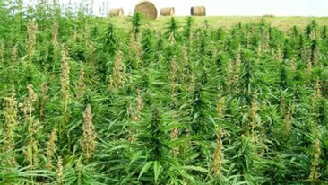 DIICOT a dat lovitura! A fost descoperită cea mai mare cultură de cannabis din România