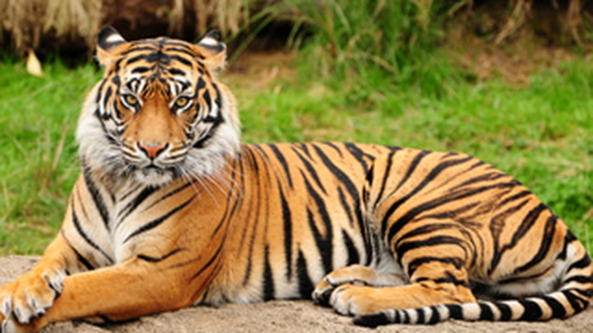 Ingrijitorul vinovat de evadarea tigrului de la Zoo din Sibiu a fost concediat!