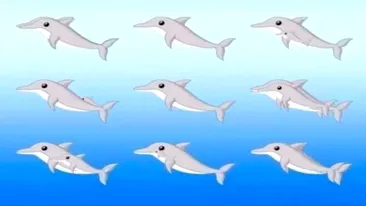 Test de inteligență viral | Câți delfini sunt, în total, în această imagine?