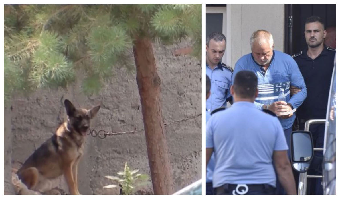 Ce s-a ales de câinii monstrului din Caracal! Imagini noi cu animalele care au îngrozit-o pe Alexandra Măceșanu: “Dincă le ținea în lanțuri”