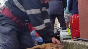 Ce se petrece în aceste momente cu stăpânul lui Snoopy, după ce câinele a murit