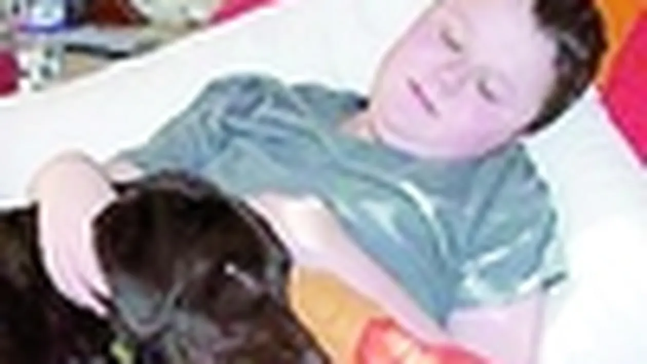 Labradorul, asistent medical