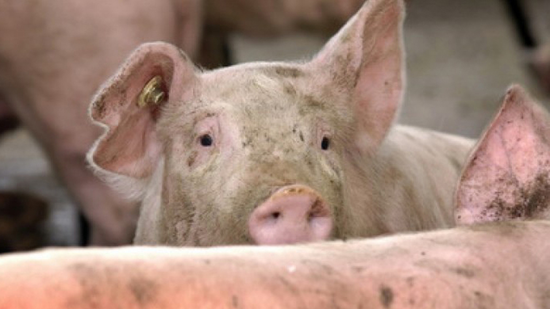 Efectele de care ar trebui să știe toți românii! Cum ne afectează sănătatea carnea de porc bolnav!