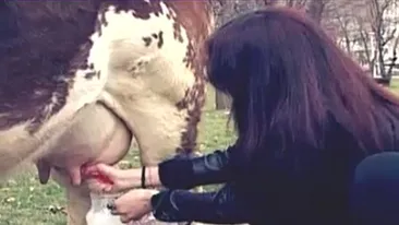 Margherita a plimbat vaca prin parc:Eu sunt tratata ca o regina acasa, nu sunt obisnuita cu asa ceva