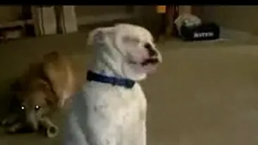 Atenţie, extrem de adorabil! Nu ai sa crezi aşa ceva! Un bulldog surd dansează pe vibraţiile de la chitara stăpânului său!