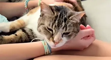 Ce fac toate pisicile când simt că mai au puțin de trăit. Cele 4 semne că sfârșitul este aproape: Chiar dacă ele reprezintă un singur capitol pentru tine, tu pentru ele ești întreaga poveste