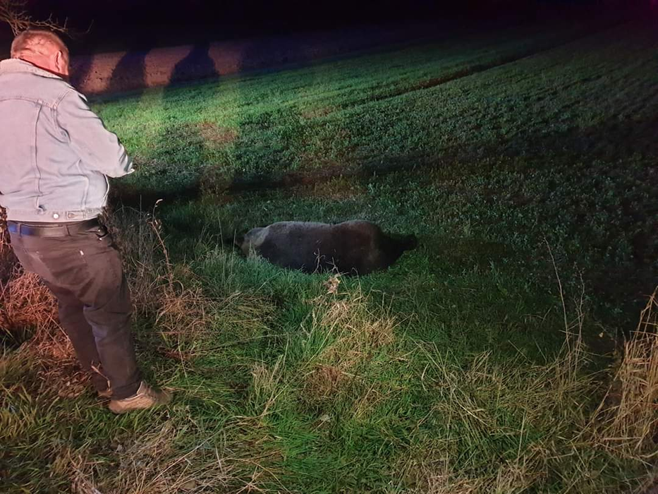 Un alt urs a fost lovit de o maşină în urmă cu puțin timp la Ghindari, judeţul Mureş